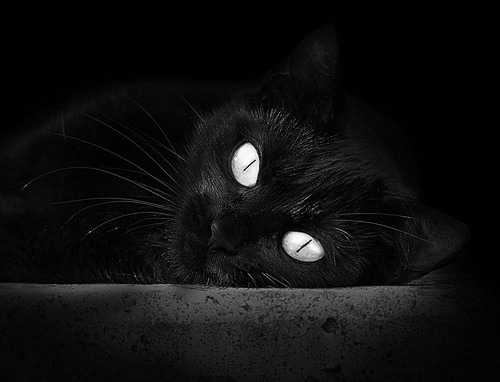 澳网横扫戴维斯杯，阿尔卡拉斯带队取胜，新一代网坛领袖的完美演绎