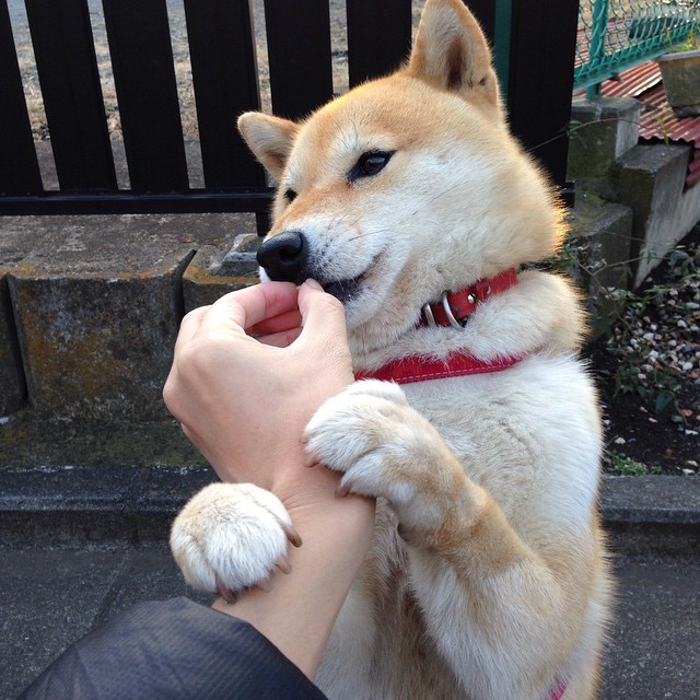 橙衣风暴席卷安联，马丁内利魔幻双响，荷甲黑马力斩南大王