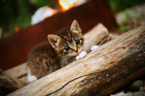 爱游戏官方-绝境逆流，石宇奇如何以一人脊梁扛起全队翻盘传奇