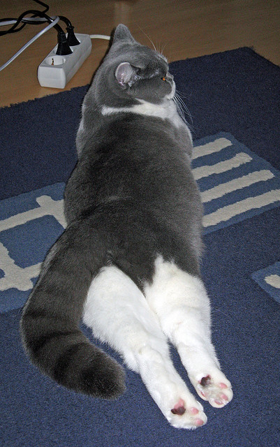 交易夜地震!勇士惊天决胜局逆转独行侠,新援拉文冷血三分成终极答案