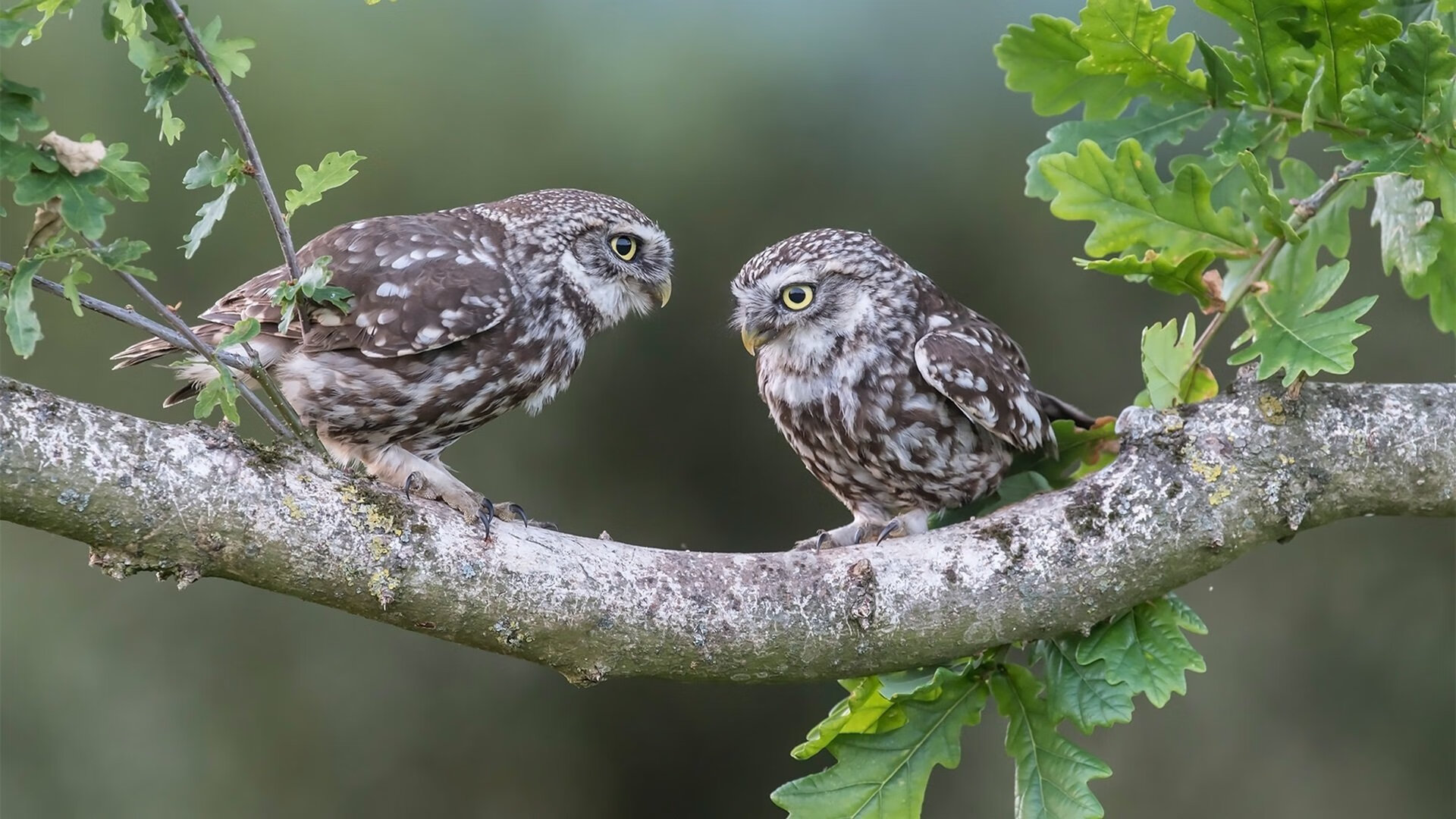 独舞在倾覆的巨轮上,凯塞多破纪录之夜,尼日利亚的碾压与一个人的战争