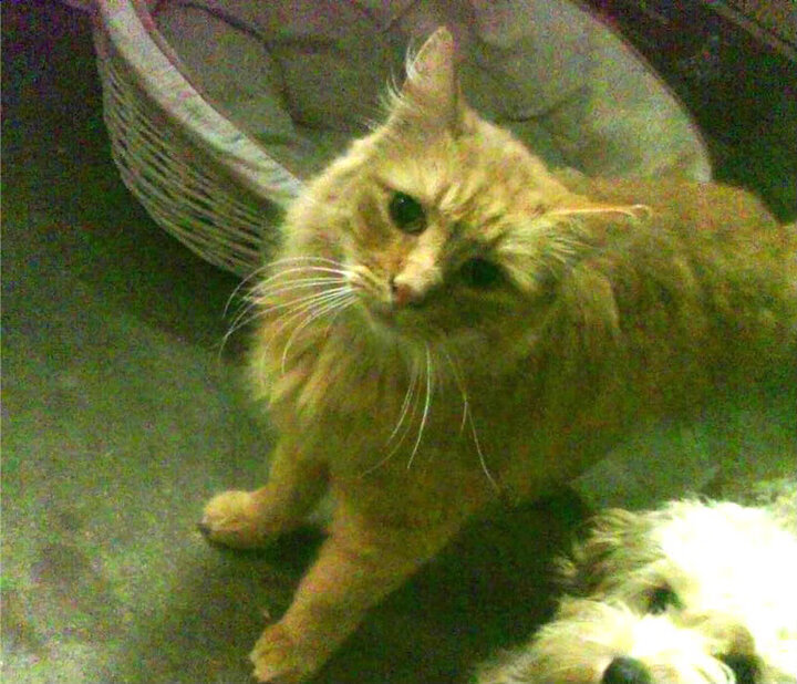 贫瘠之地的绿茵审判与富贵篮球的最后一舞,当阿克在抢七接管比赛,马里在决胜局带走克罗地亚