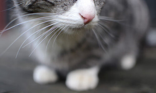 龙缚金乌,一场意甲焦点战中的节奏围猎