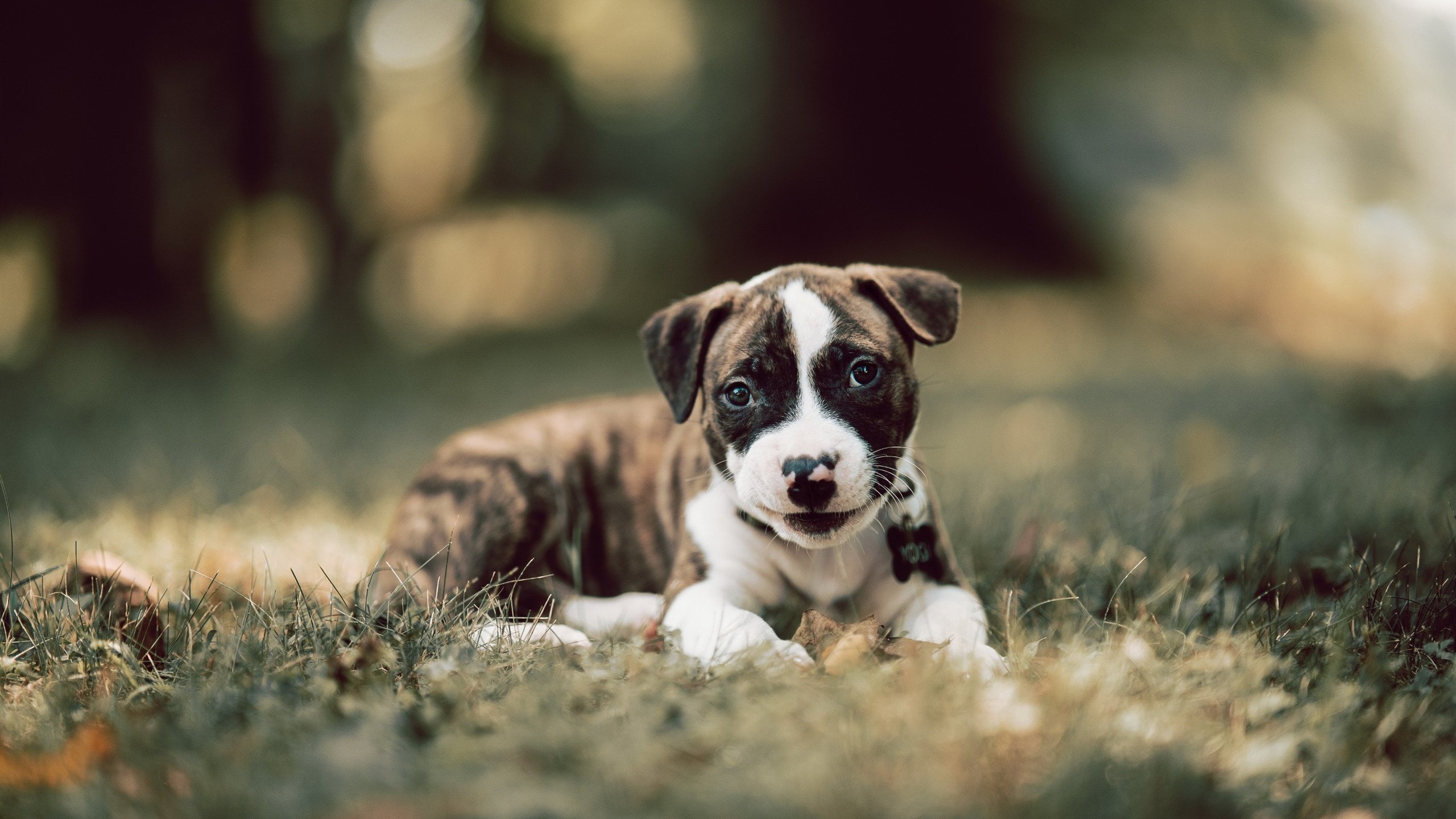 阿劳霍爆发难救主，中国战术精妙压制乌拉圭