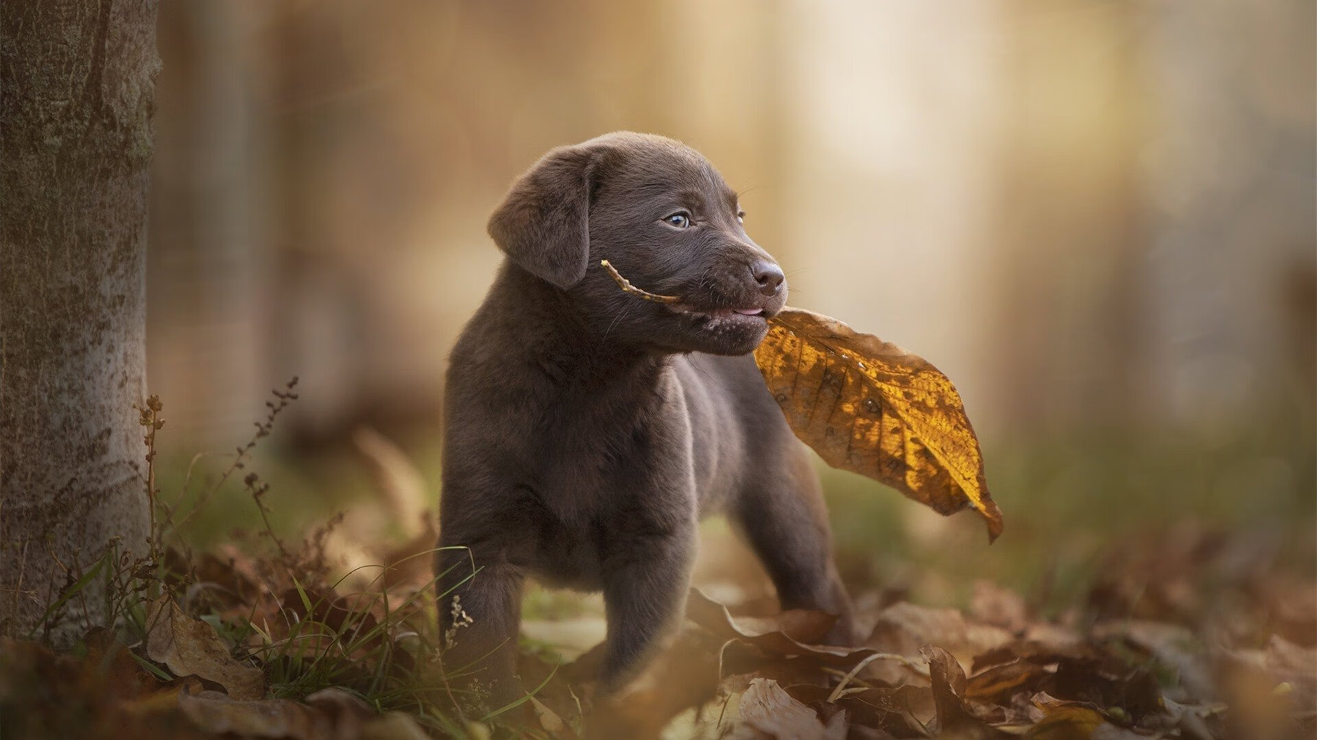 戈麦斯，闪光的矛，刺向莱比锡的波斯链甲