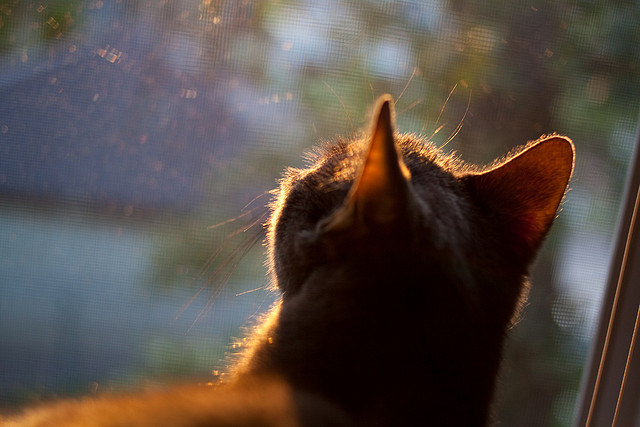 爱游戏官网-布伦森撕裂魔术防线，黄蜂蛰疼对手，他证明自己不只是角色球员！