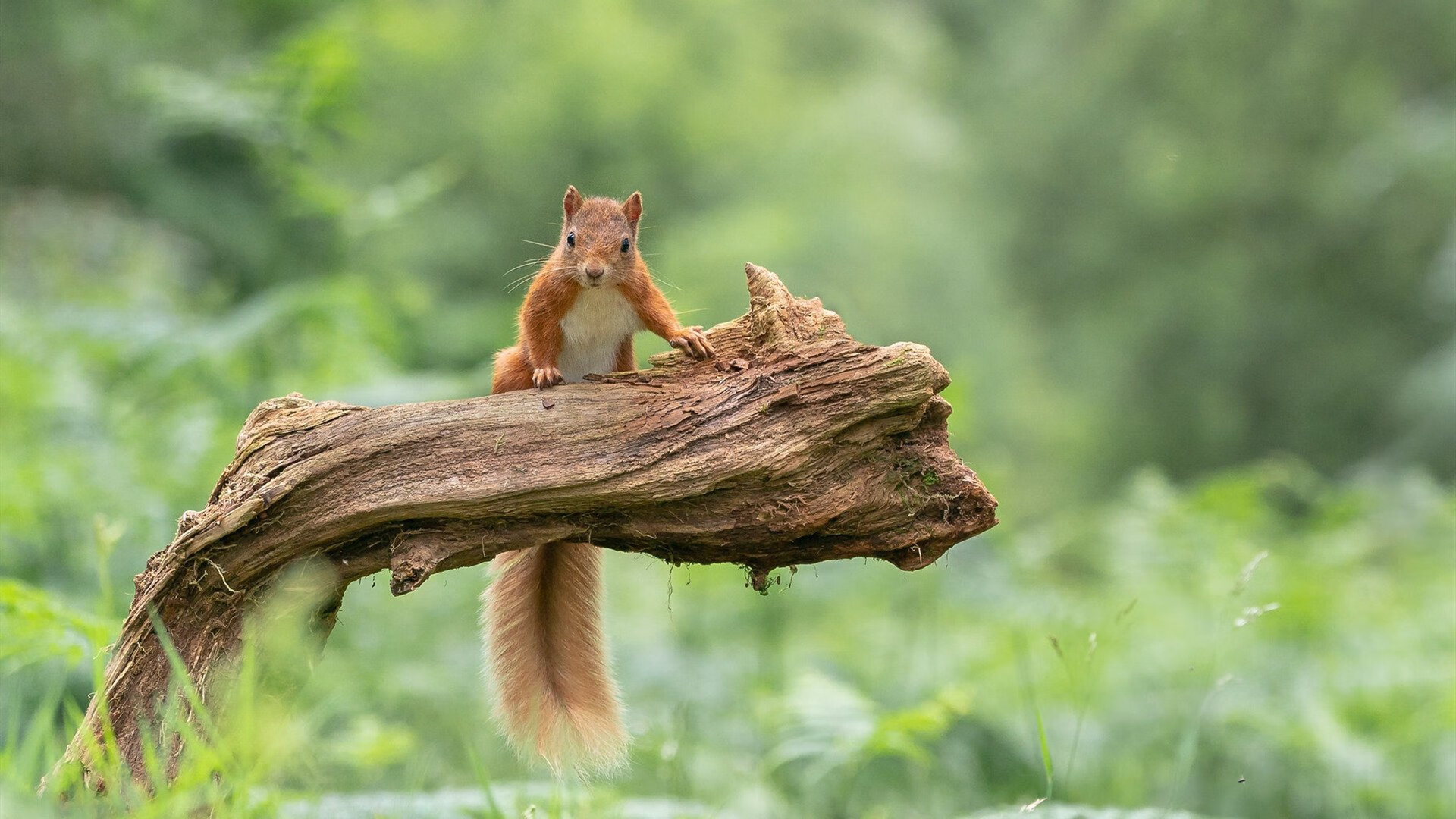 爱游戏官方-一传一射主宰关键战，德布劳内全场最佳无争议