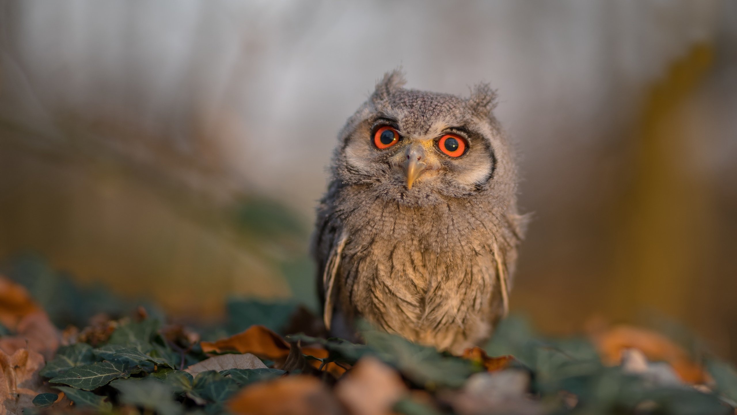 数据群岛觉醒之夜，当布鲁诺的爆炸回响遇见希腊的地质低语