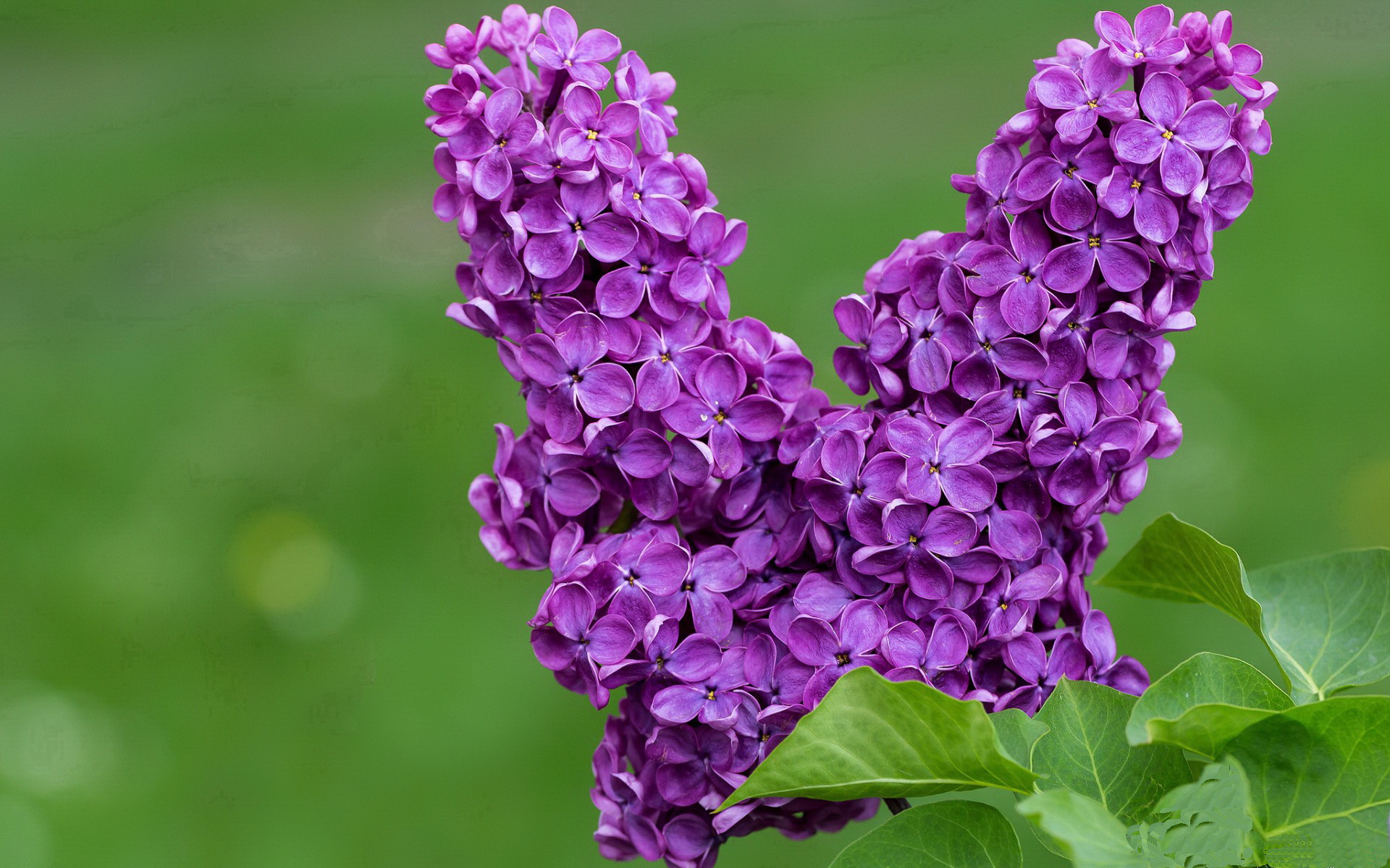 关公战秦琼，班凯罗爆发助广东队强势拿下76人