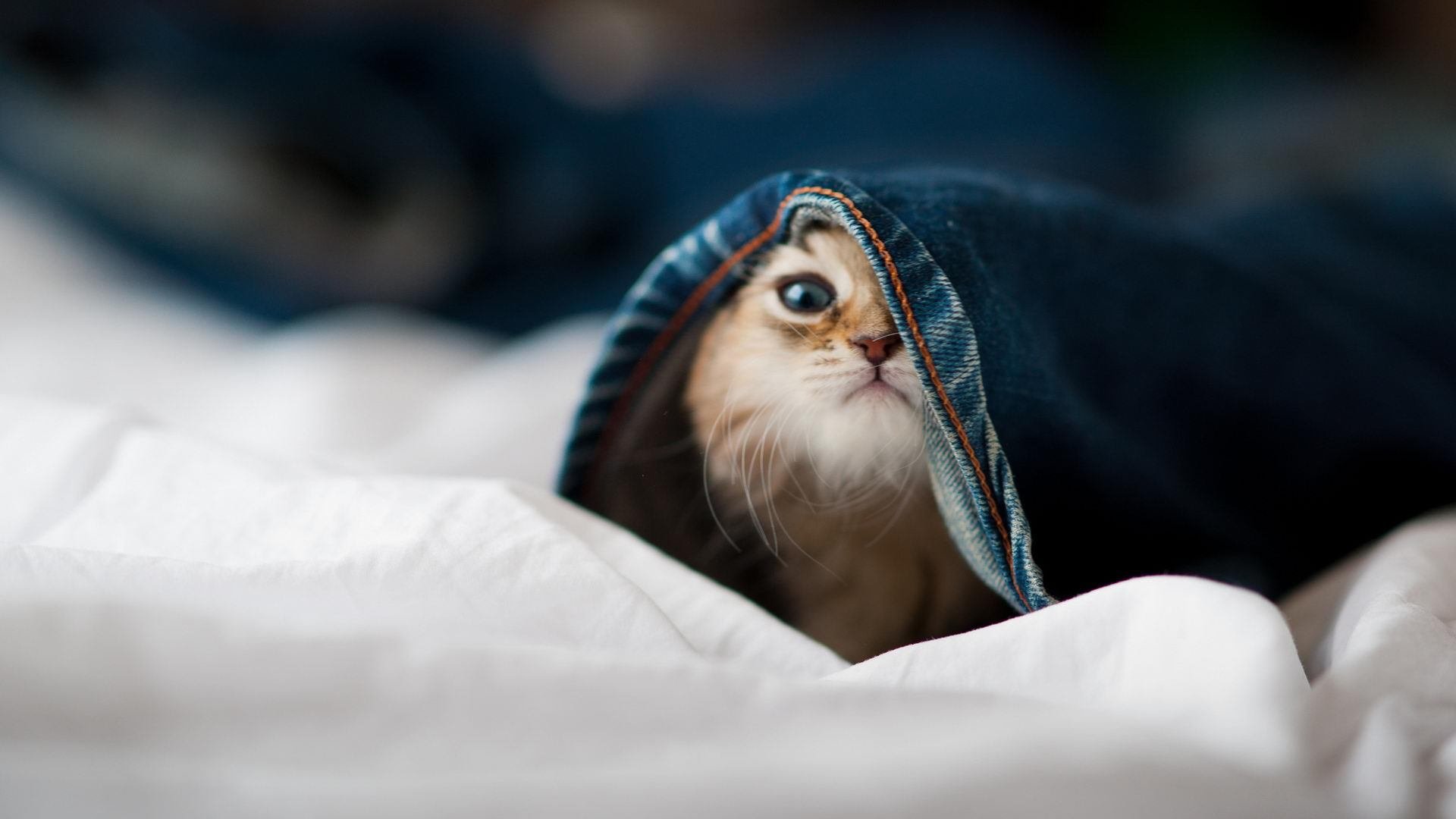 西部榜首的硝烟，国王一波流击穿掘金，排名争夺战陡生变数